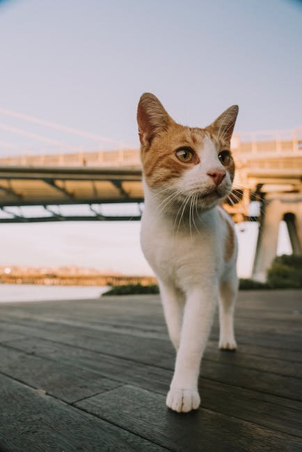 Rehabilitating Pets and CBD: Side Effects to Watch For