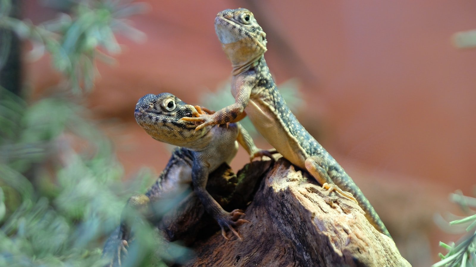 Where to Buy CBD for Reptiles: A Quick Guide