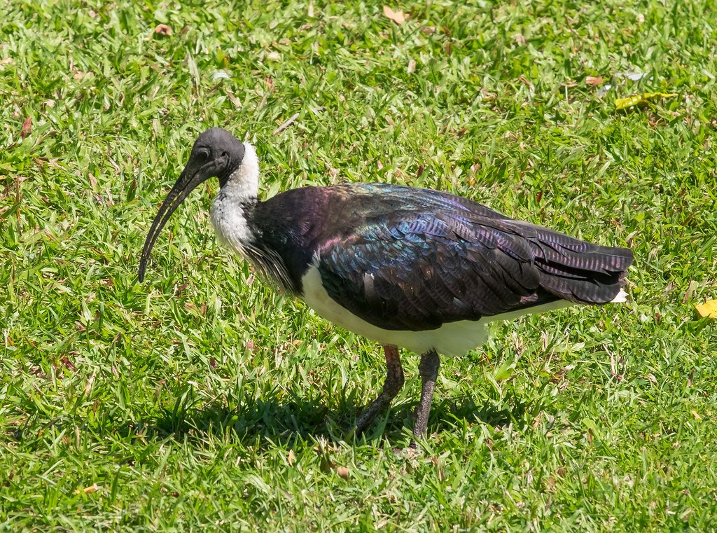 Understanding ​the Benefits⁤ of CBD for ‍Birds