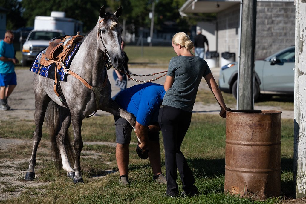 Understanding the ⁣Benefits of CBD for Horse Training