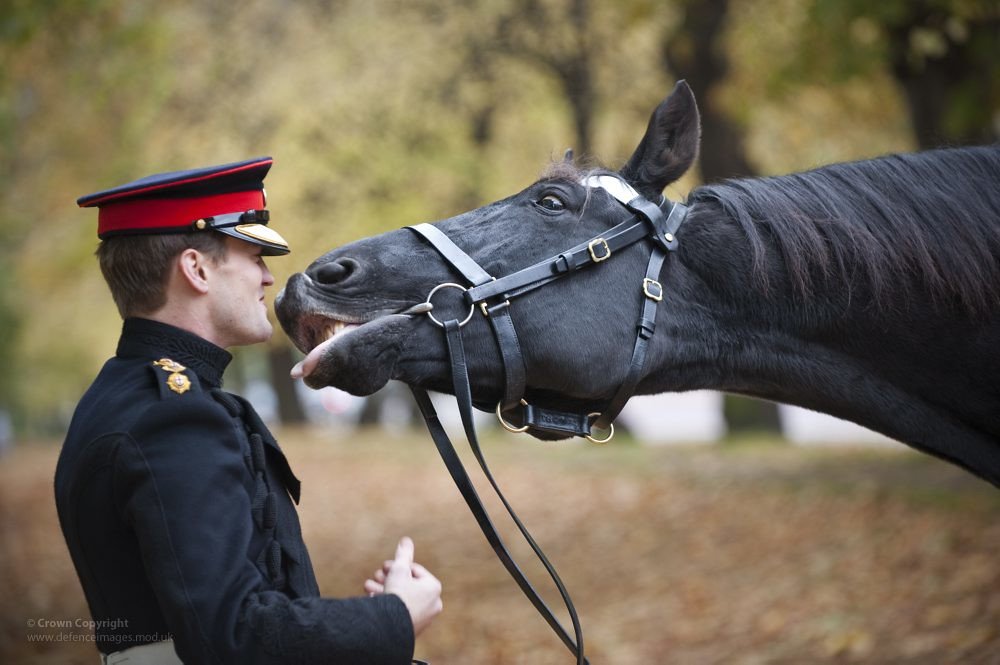 Introduction to Service​ Horses and⁣ CBD