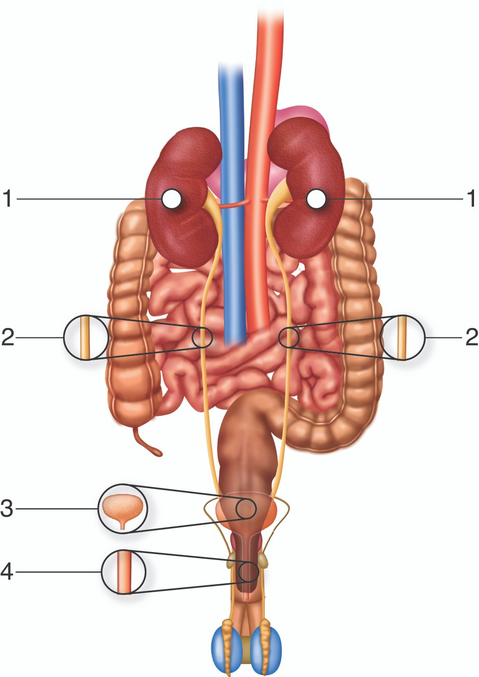 Unraveling the⁢ Gut-Brain ⁣Connection: How ⁣CBD Impacts ​Digestive Health