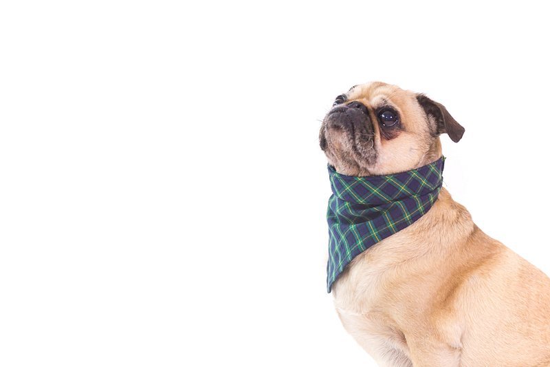 Revolutionizing Pet Fashion: How CBD-Infused ⁣Clothing Is Taking the Industry by Storm