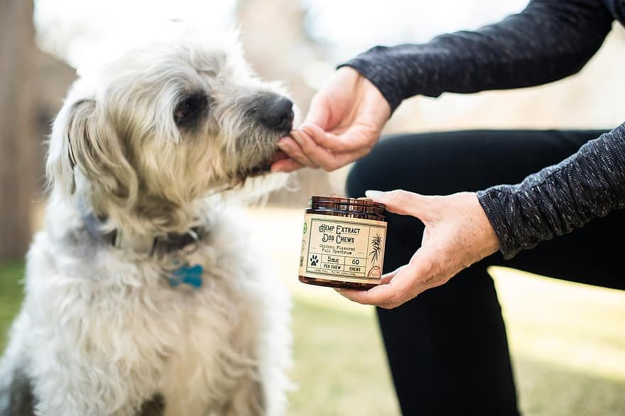 Considering the Appropriate Dosage of CBD for Pets