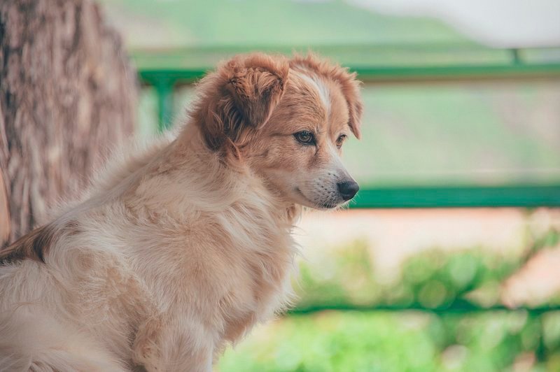 Finding the Right ⁣Dosage:‌ Ensuring Safe CBD Consumption for‌ Anxious Pets