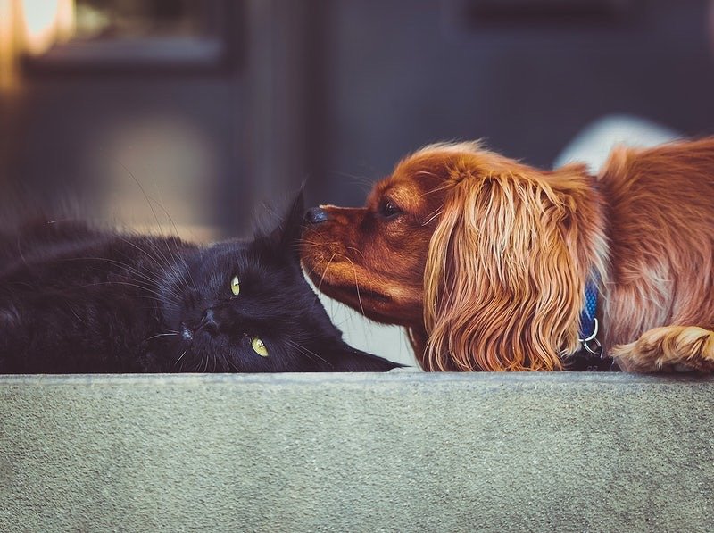 The Basics of Liver Conditions ‌in Pets