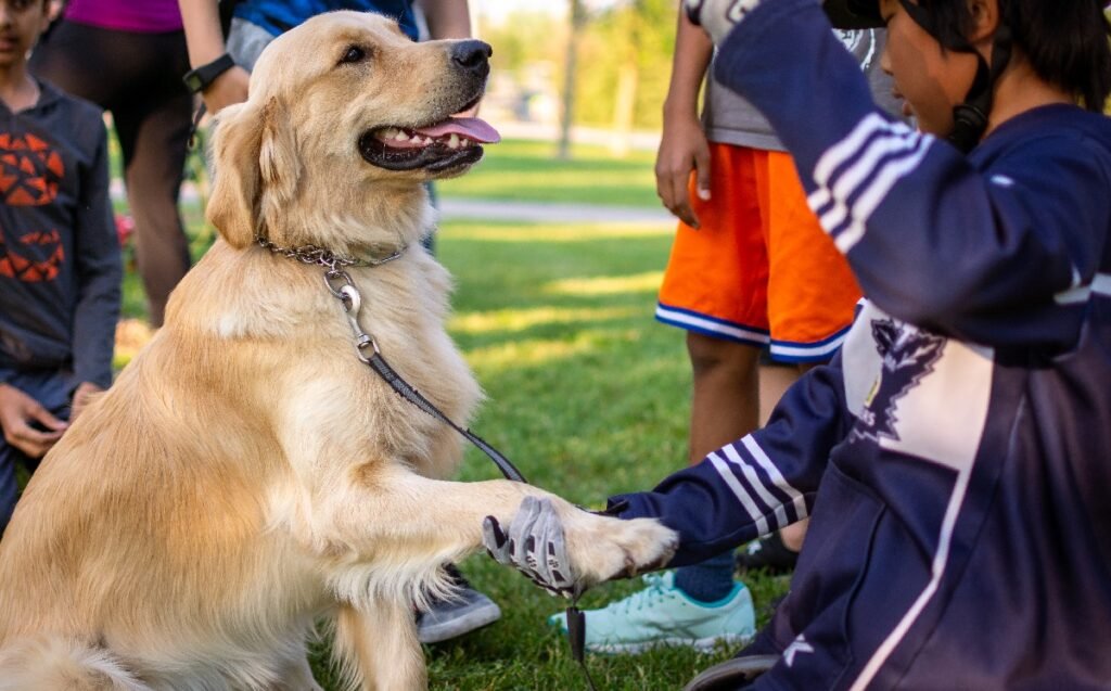 Potential⁣ Risks ‍and‌ Side Effects of‍ Behavioral ⁤Medication and⁢ CBD ‍for Pets