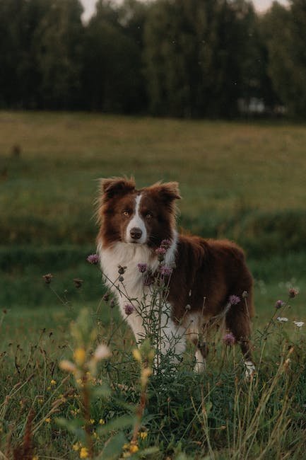 Gradual Introduction: Recommended ​Approach ​to‍ CBD‌ Dosage for Pets with‍ High-Stress Lifestyles