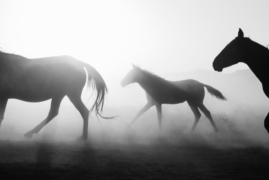 Navigating‌ the Research: What‍ Science Tells Us About CBD and Horses