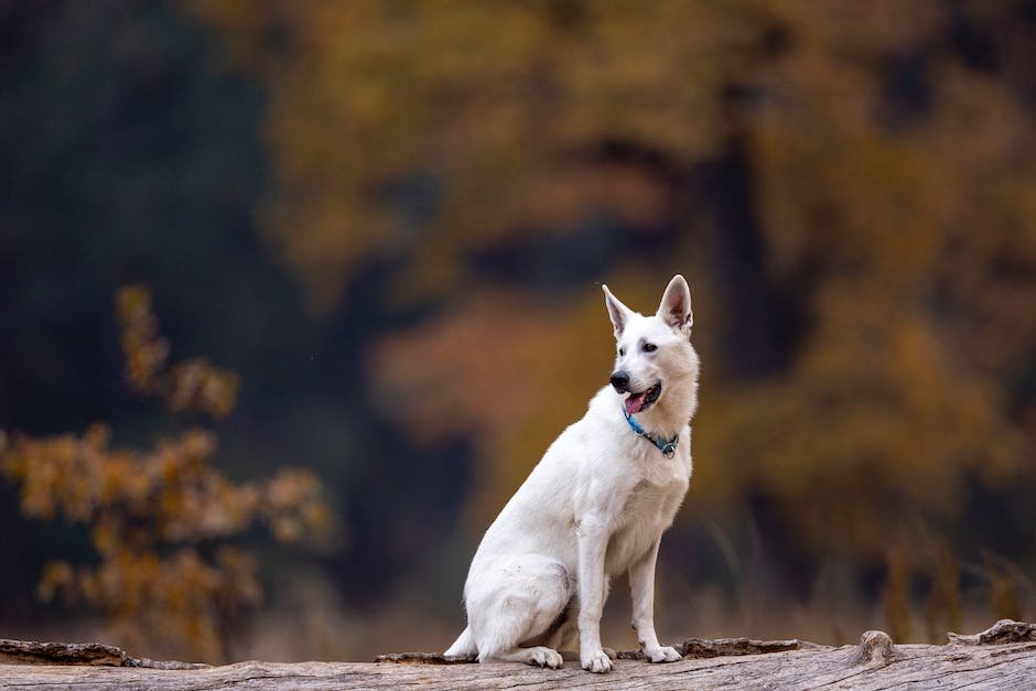 Analyzing the Value of Canine CBD: Does it Justify the Price Tag?