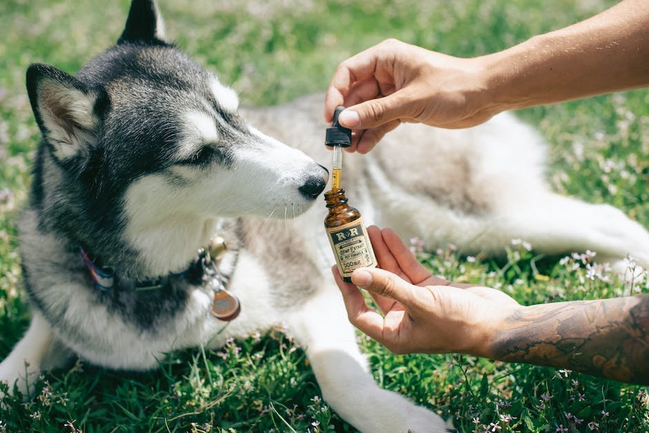 Introduction: Understanding the Growing Popularity of ⁤CBD for Dogs