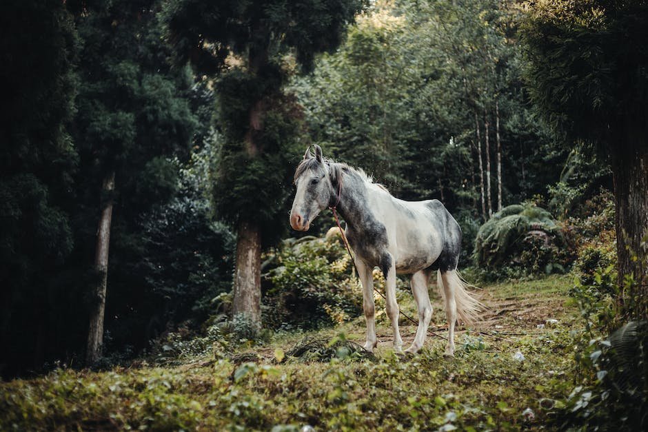 Understanding Equine Anatomy ⁢and Physiology