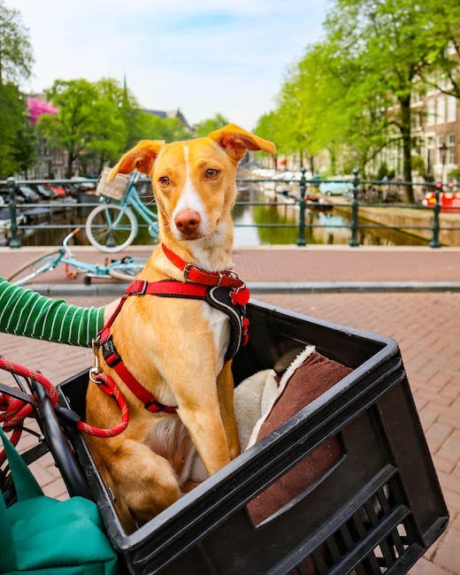 A Perfect Fit for Furry Explorers: Choosing the Right CBD Pet Carrier for Your Four-Legged Companion