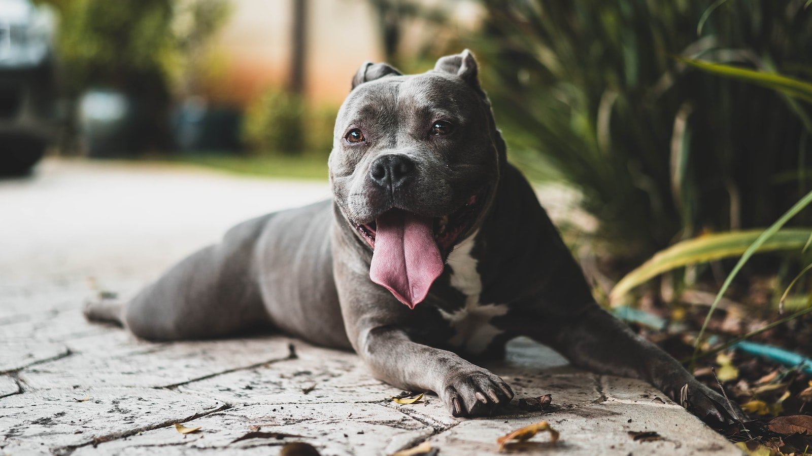 Maximizing the Benefits: Tips and Techniques for Effective CBD-Infused Pet Grooming