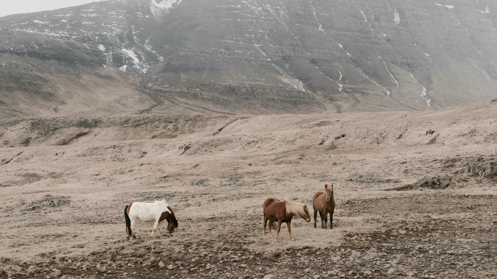 Understanding the​ Role of Service​ Horses in Therapy and Assistance