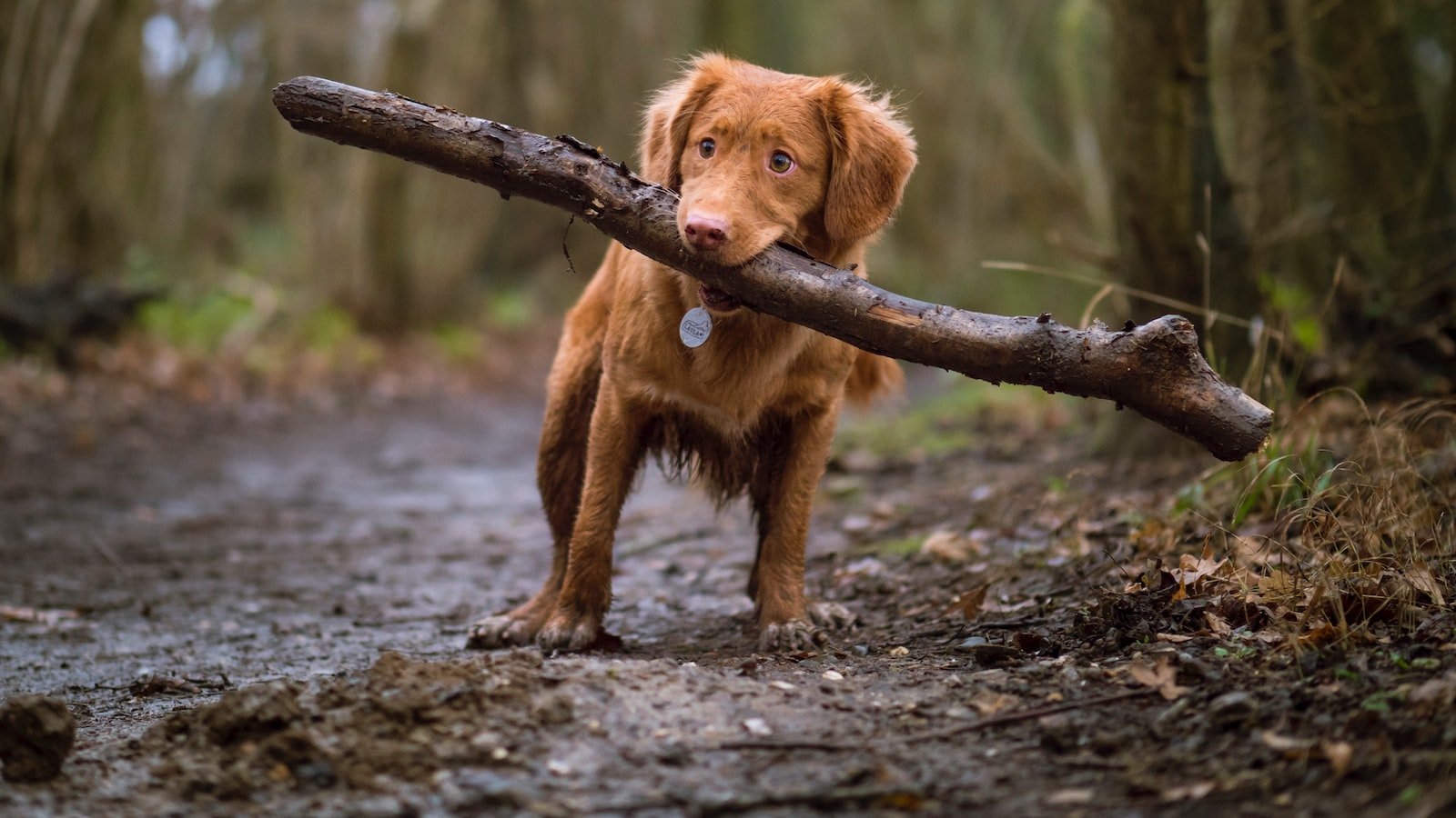 Understanding Canine Insomnia: Causes, Symptoms, and Impacts