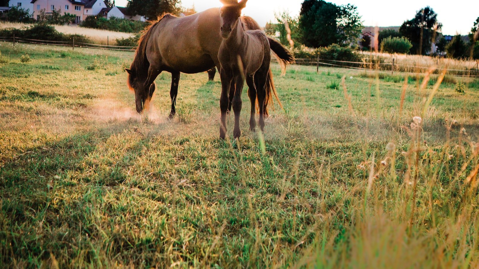 Understanding Hyperactivity in Horses and‌ Its Challenges