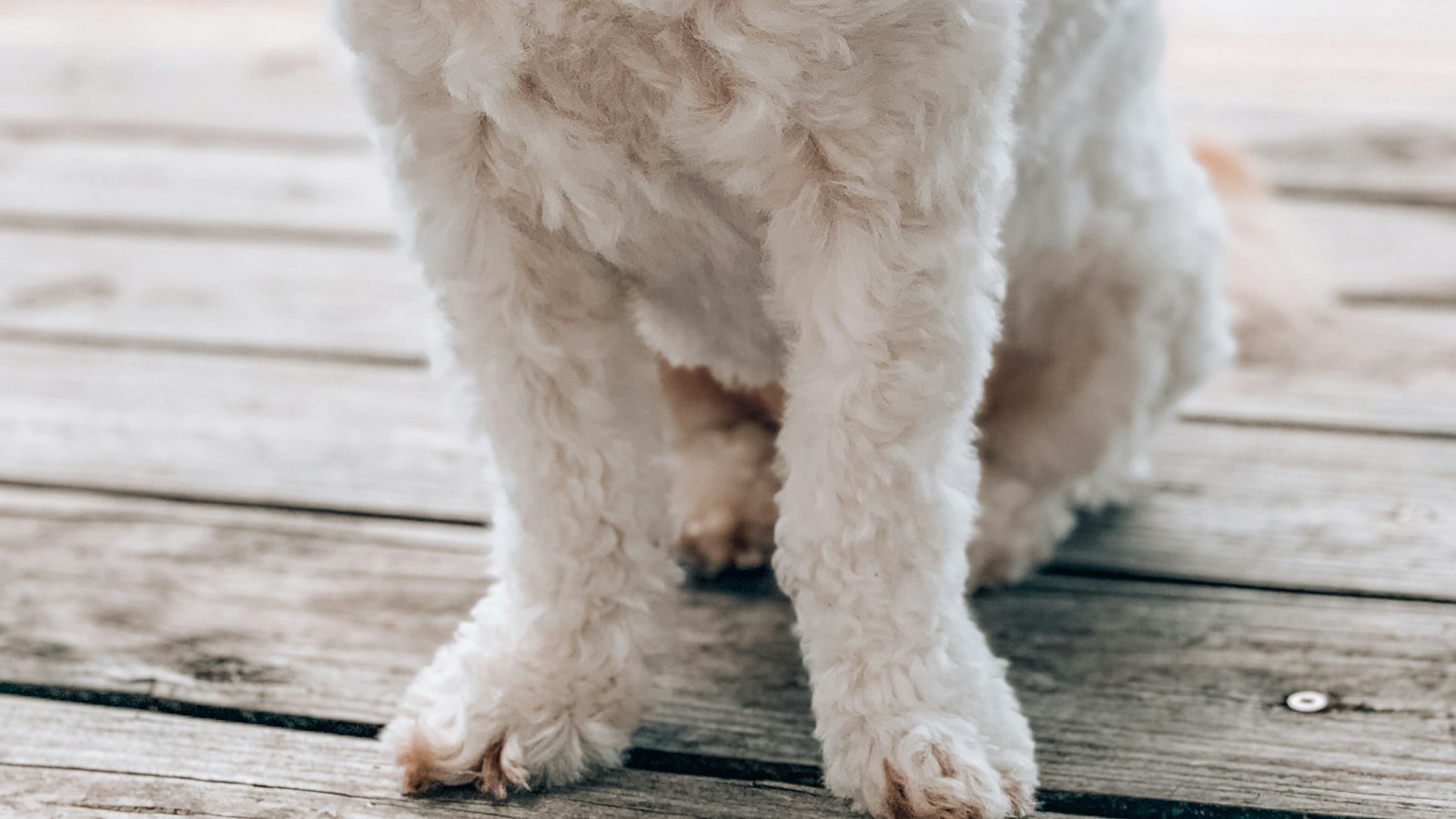 Factors to Consider When Purchasing CBD for Pets with Genetic Disorders