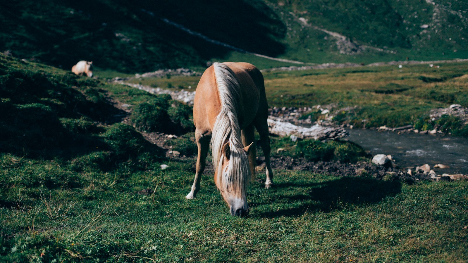 Calming Hyperactive Horses: The CBD ⁣Connection