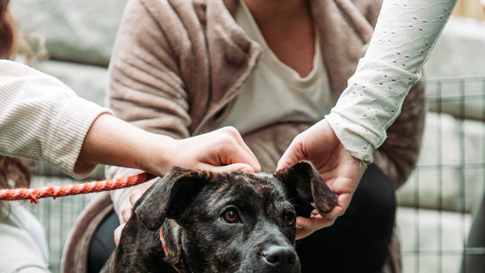 Understanding Anxiety in Pets: Causes, Symptoms, and Impact on their Wellbeing