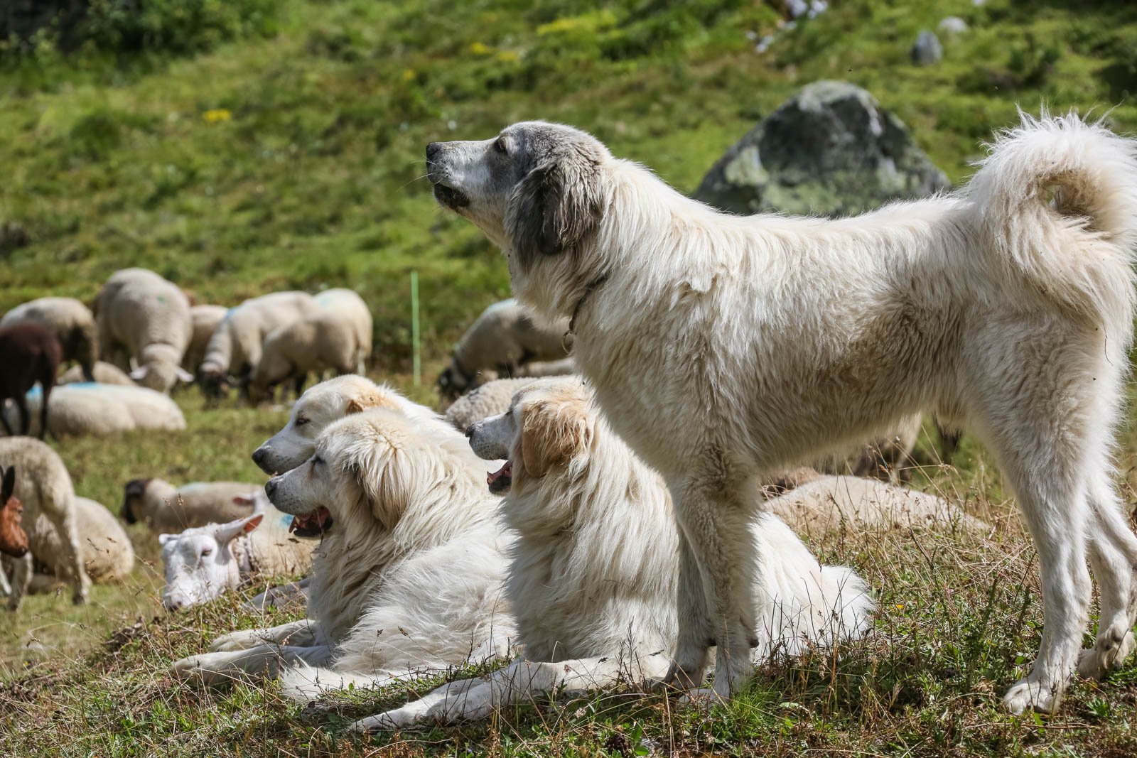 Understanding the Unique Needs of Herding Dogs​ on‌ the‍ Farm